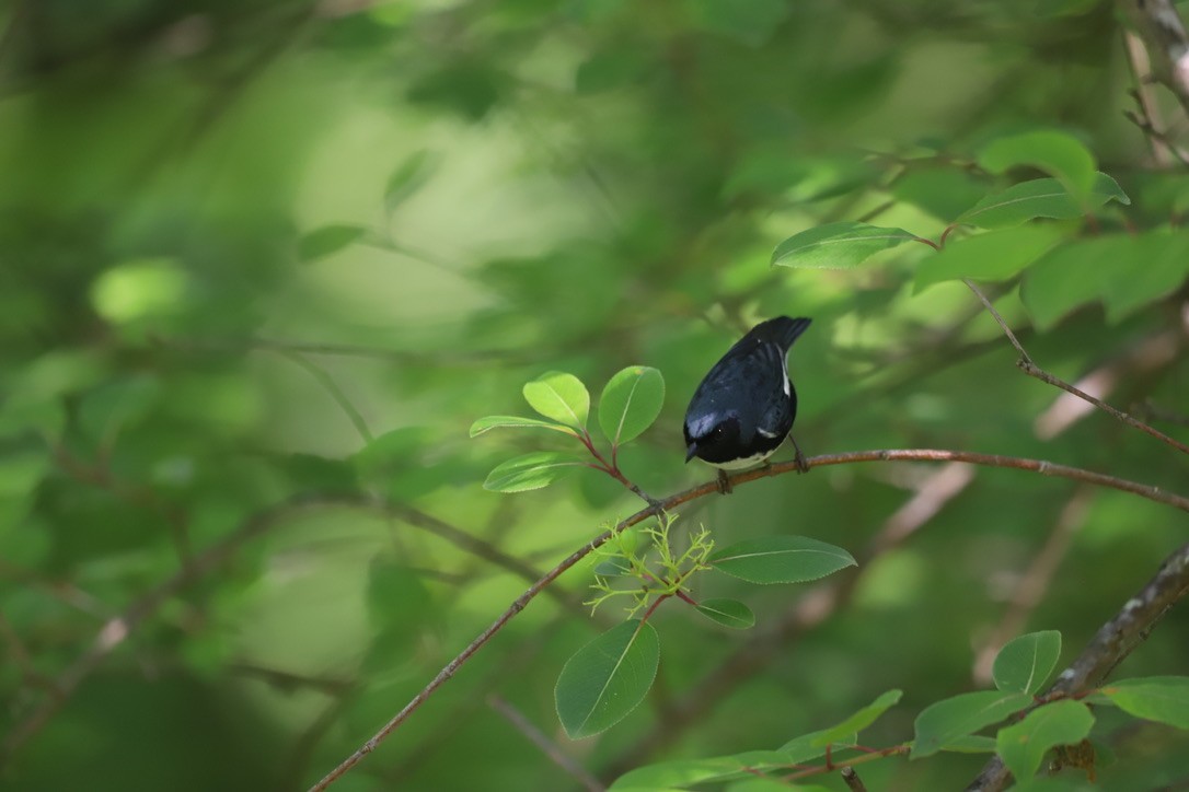 Black-throated Blue Warbler - ML618281136