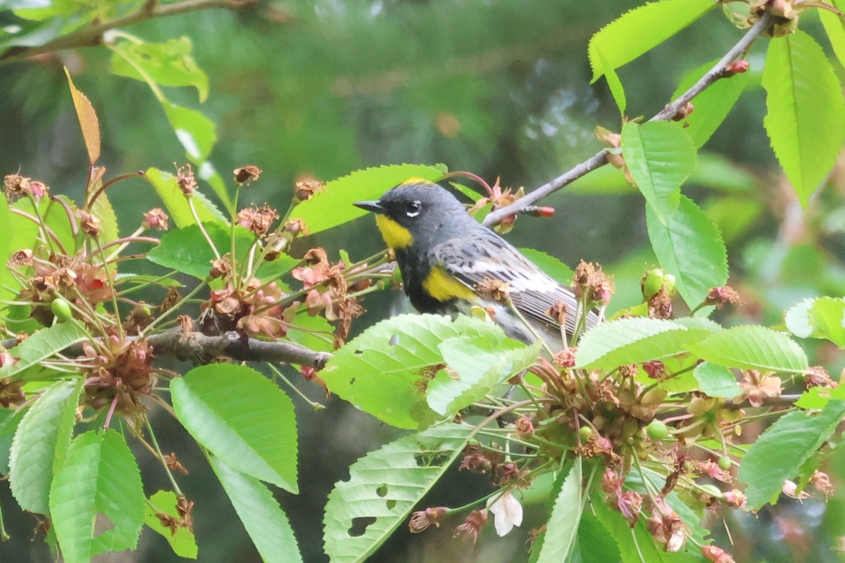Yellow-rumped Warbler - Chuck Guilford