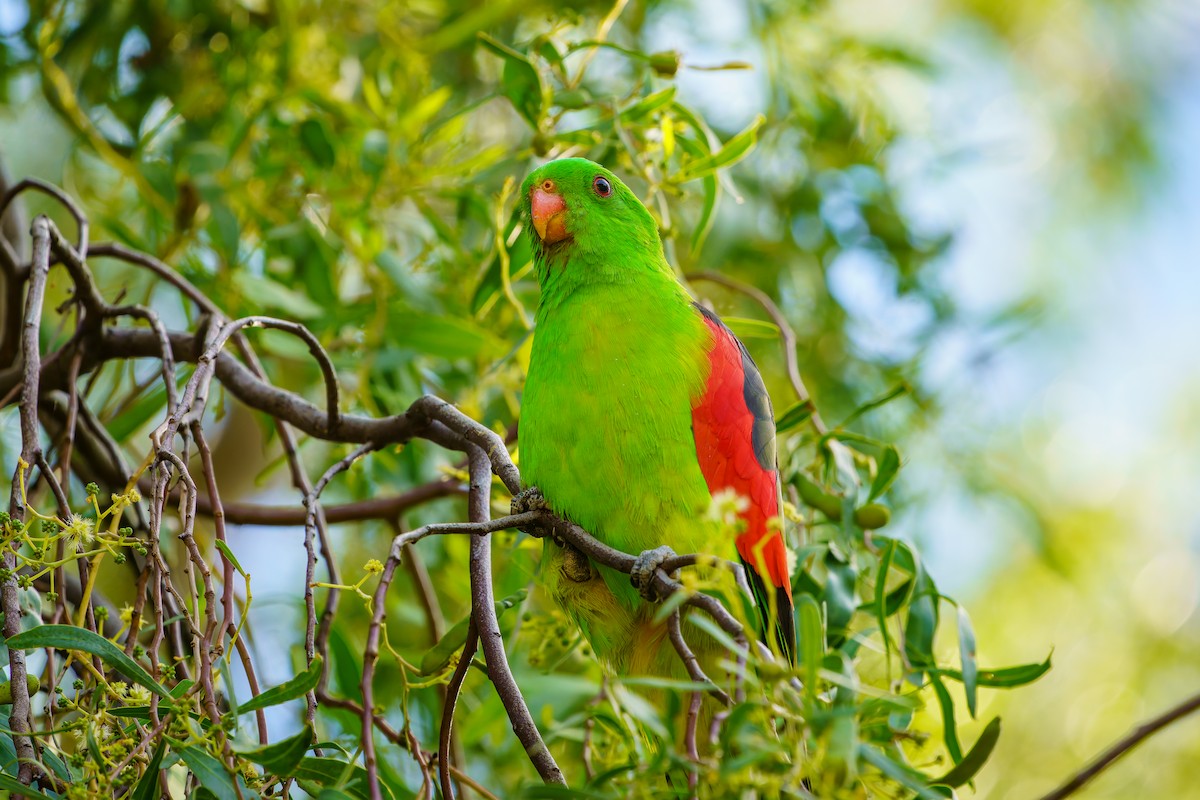 Red-winged Parrot - ML618281170