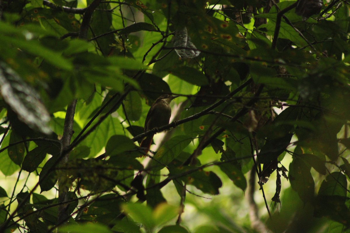 Філідор-лісовик бурочеревий - ML618281187