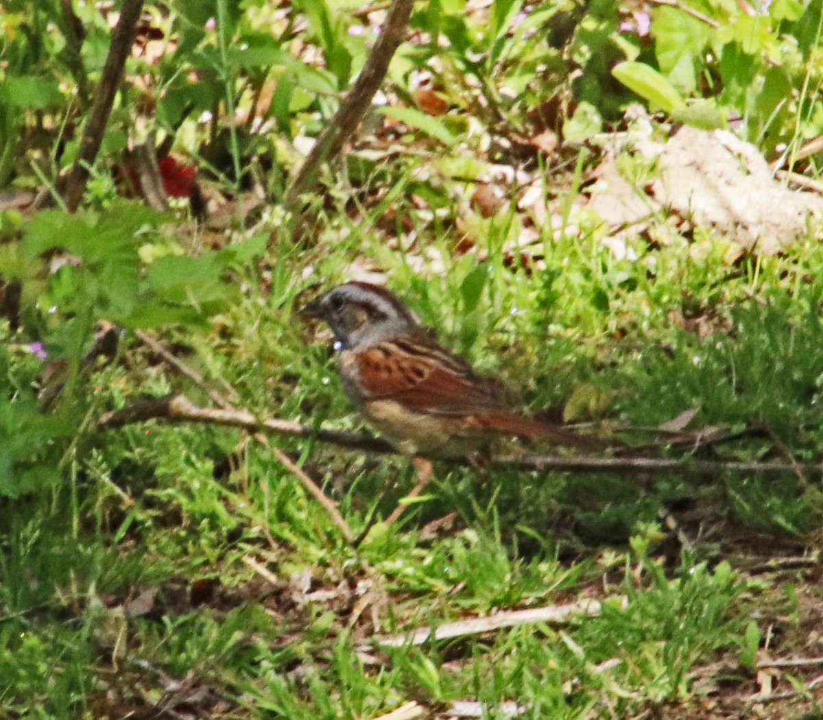 Swamp Sparrow - ML618281191
