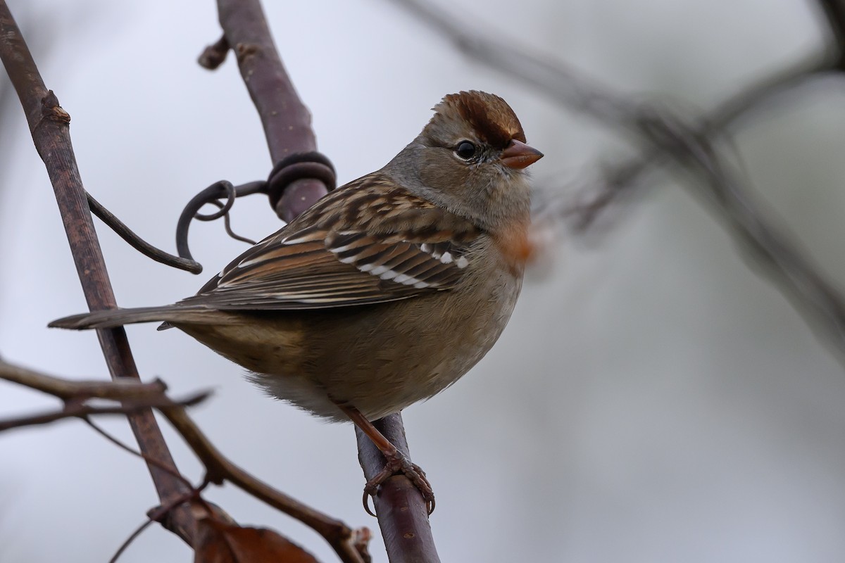 White-crowned Sparrow - ML618281224