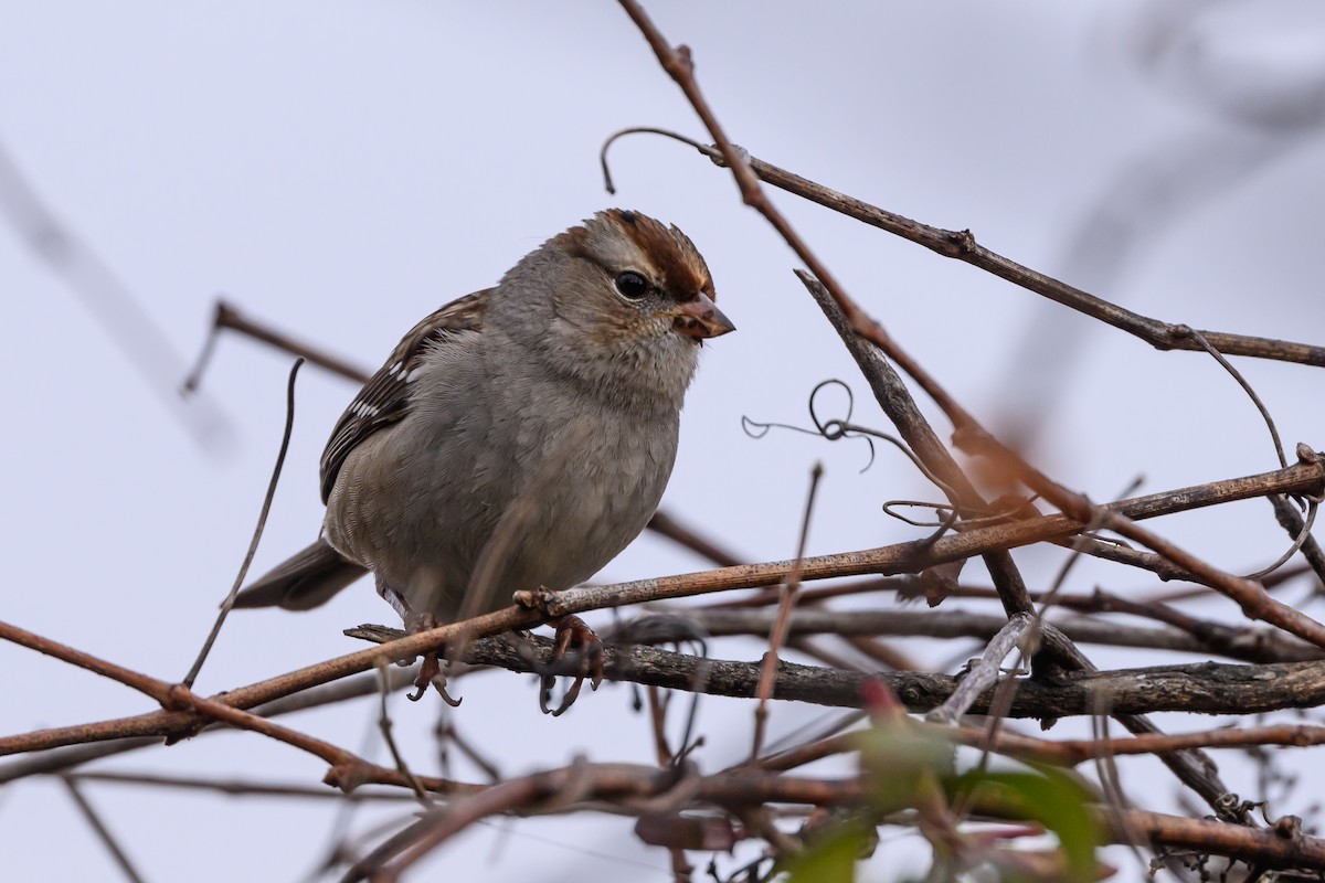 White-crowned Sparrow - ML618281225