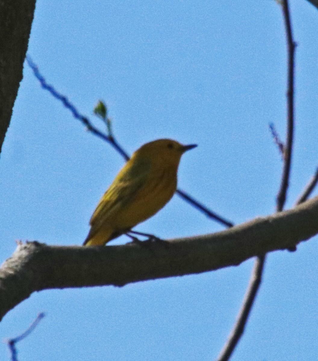 Yellow Warbler - ML618281229