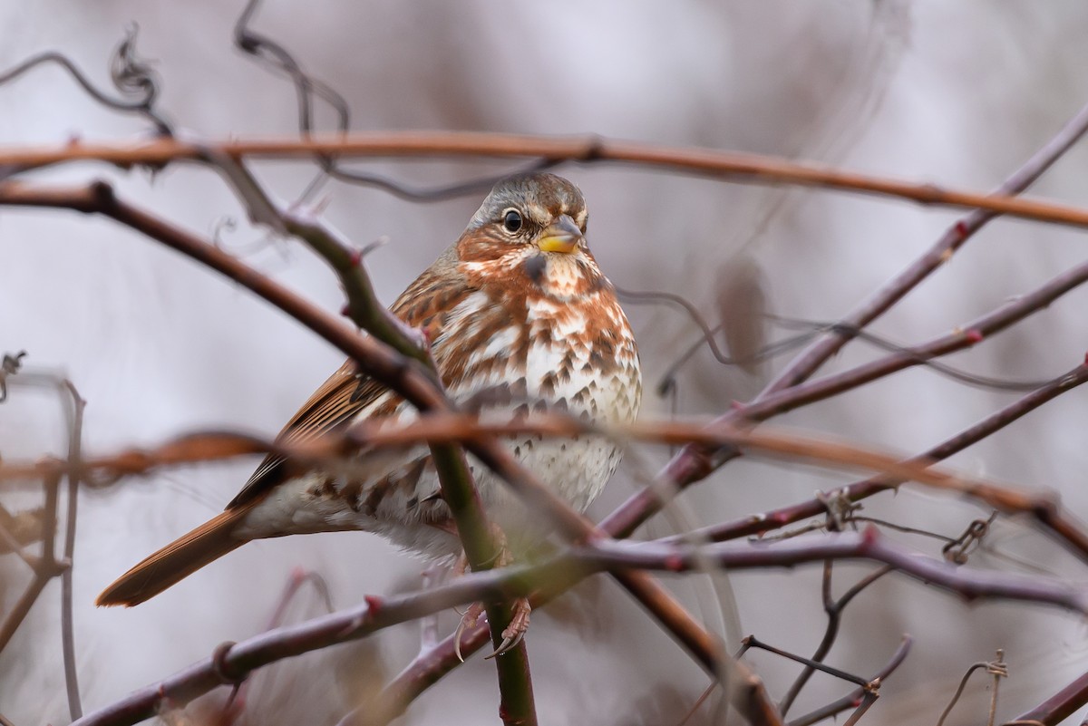 Fox Sparrow (Red) - ML618281234