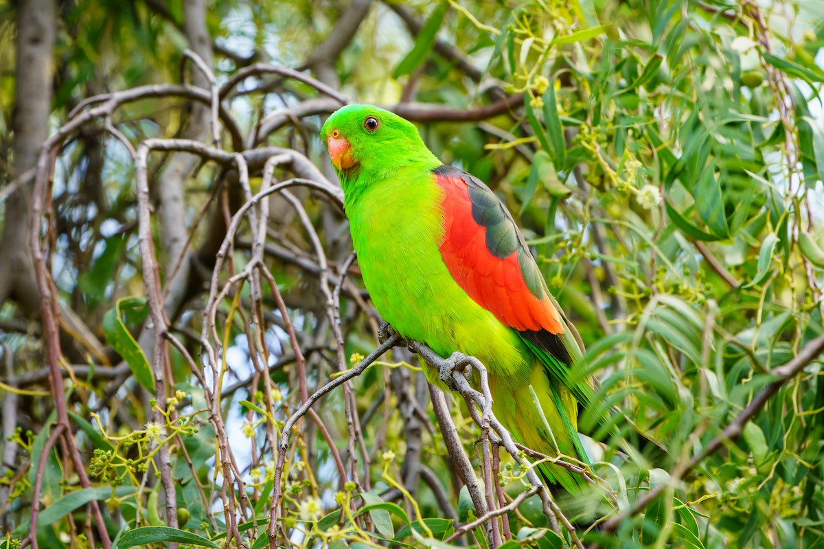 Red-winged Parrot - James Churches
