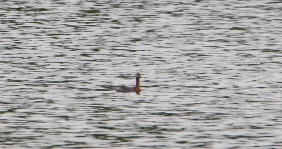 Red-necked Grebe - ML618281291