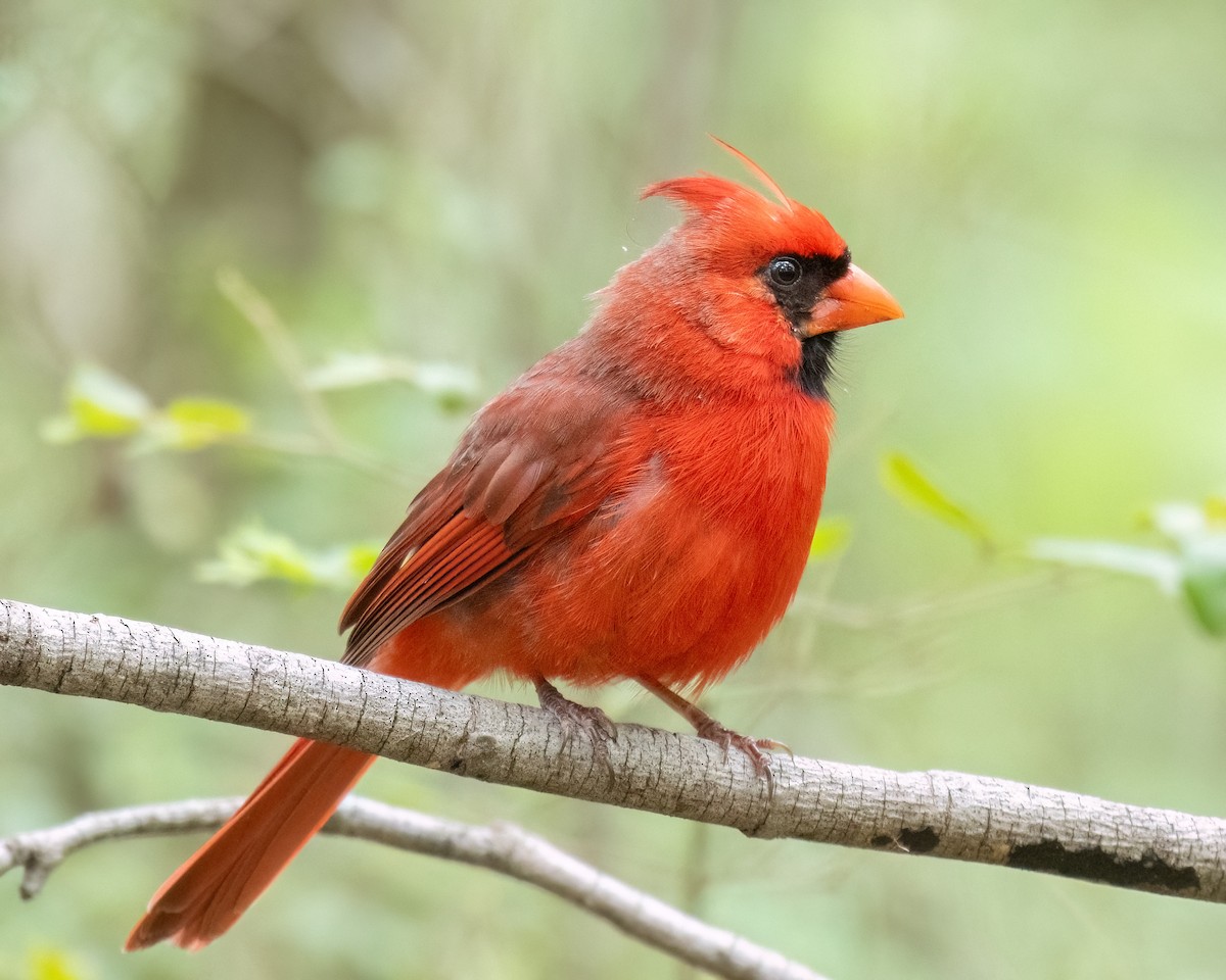 Northern Cardinal - Russell Brown