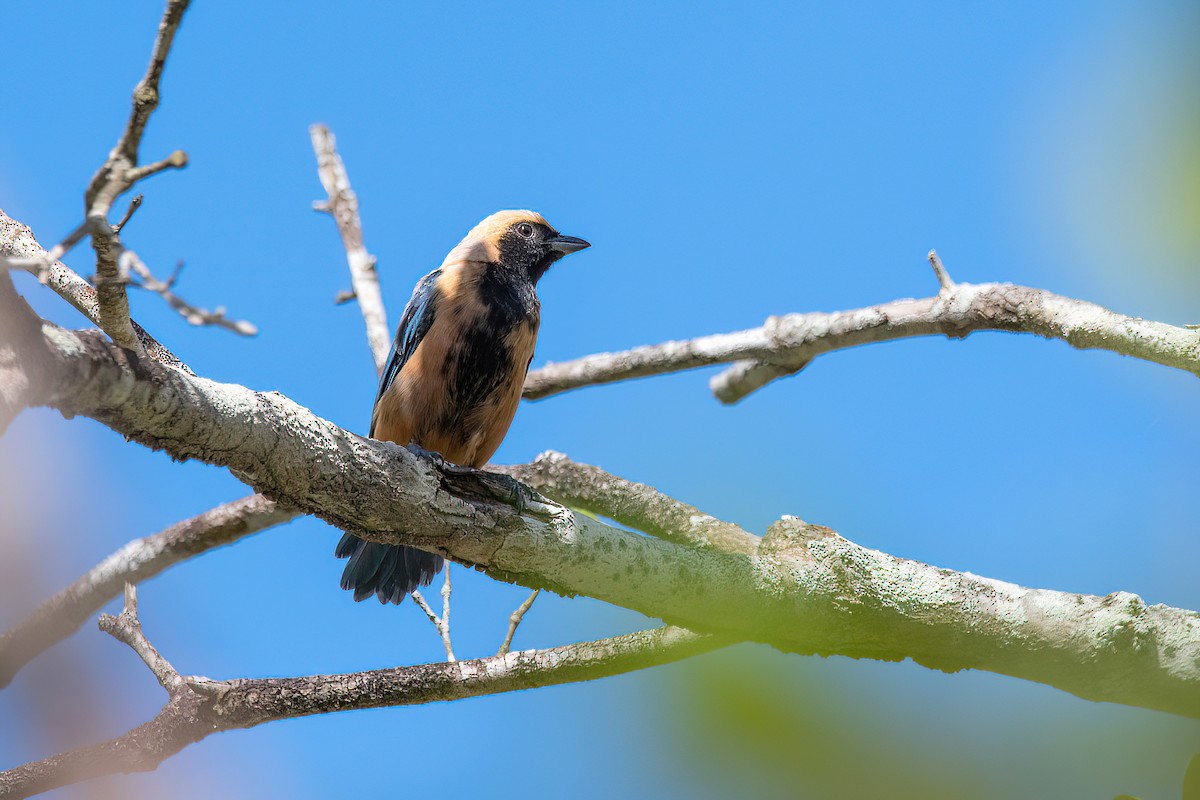 Burnished-buff Tanager - ML618281367