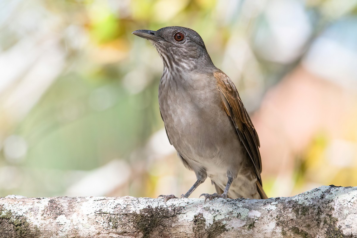 Pale-breasted Thrush - ML618281372
