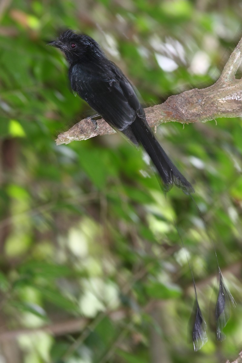 Greater Racket-tailed Drongo - ML618281384