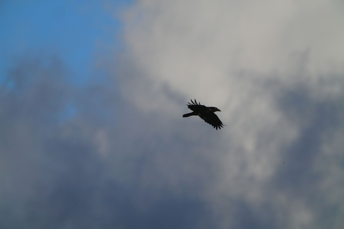 Common Raven - Victoriano Mora Morillo