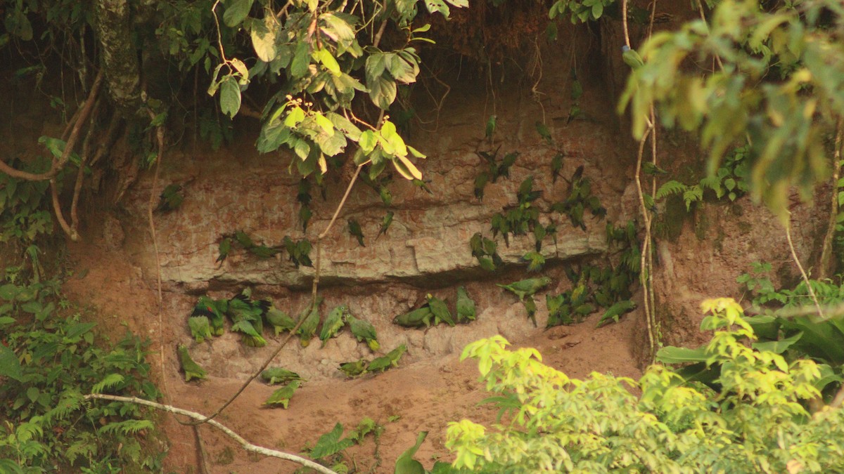 Amazone poudrée (farinosa) - ML618281396