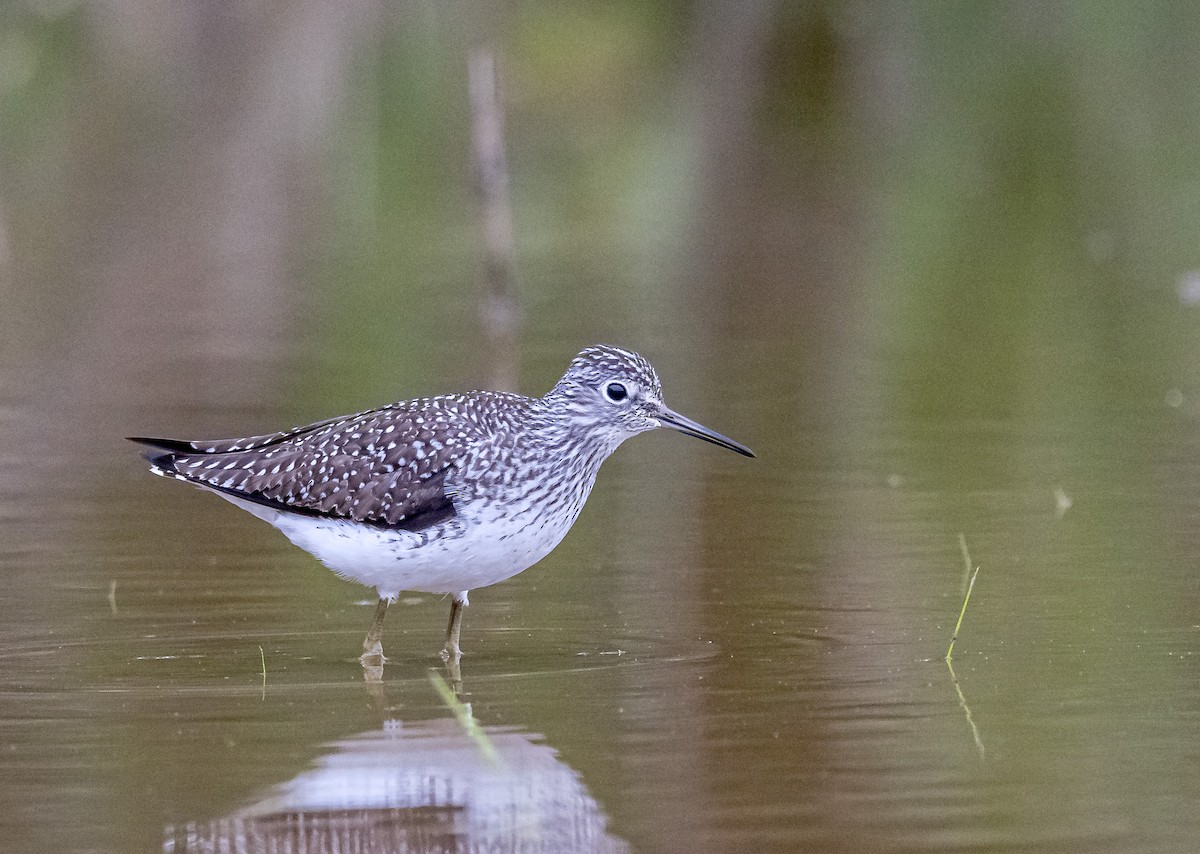 Solitary Sandpiper - Mike Murphy