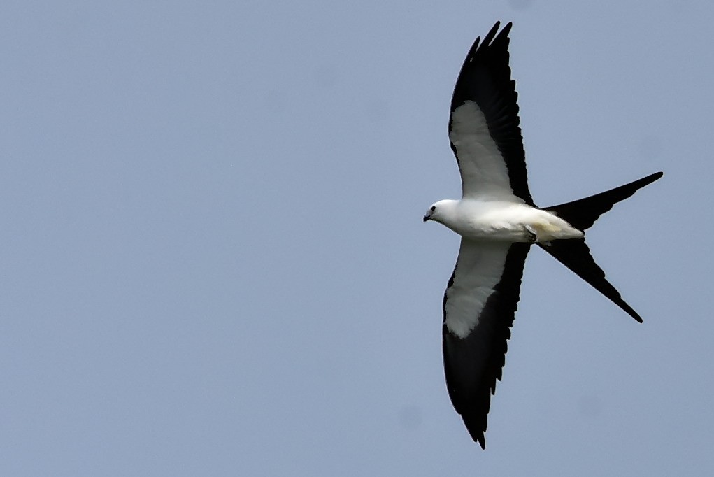 Swallow-tailed Kite - Thomas Hellinger