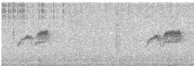 Светлобрюхий фиби - ML618281429