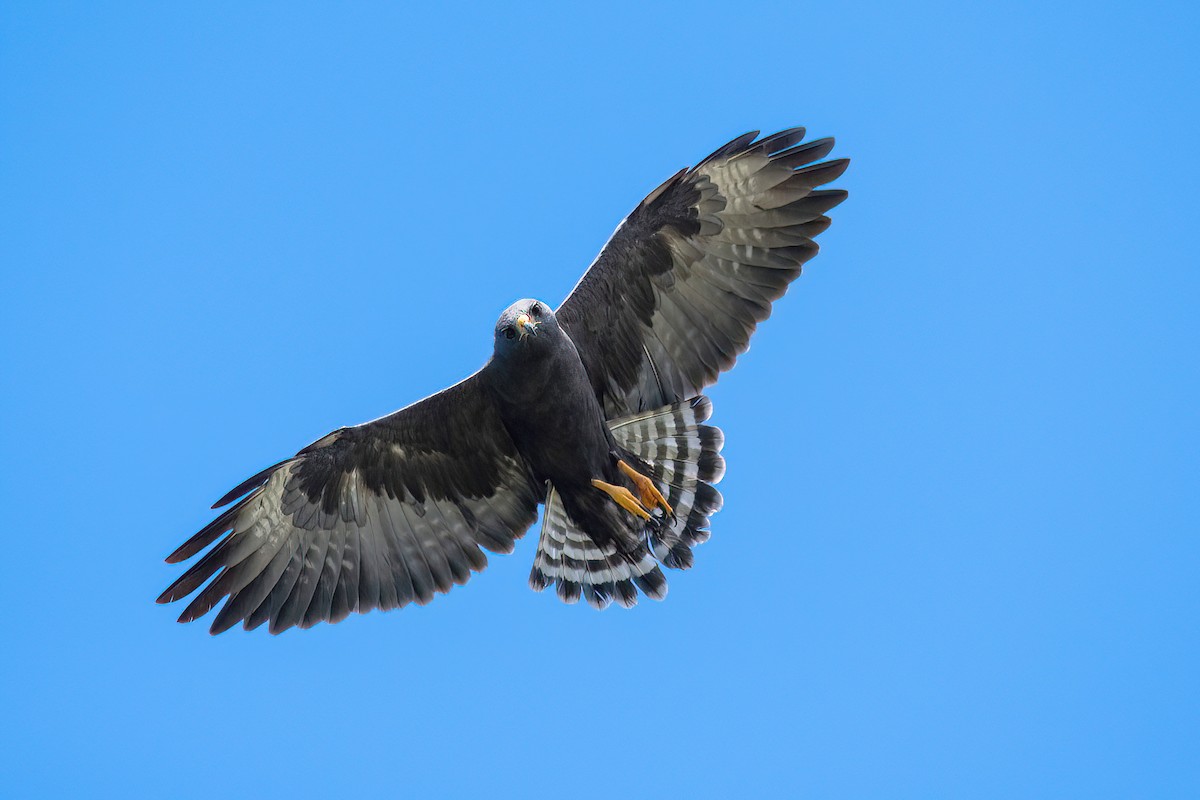 Short-tailed Hawk - Raphael Kurz -  Aves do Sul