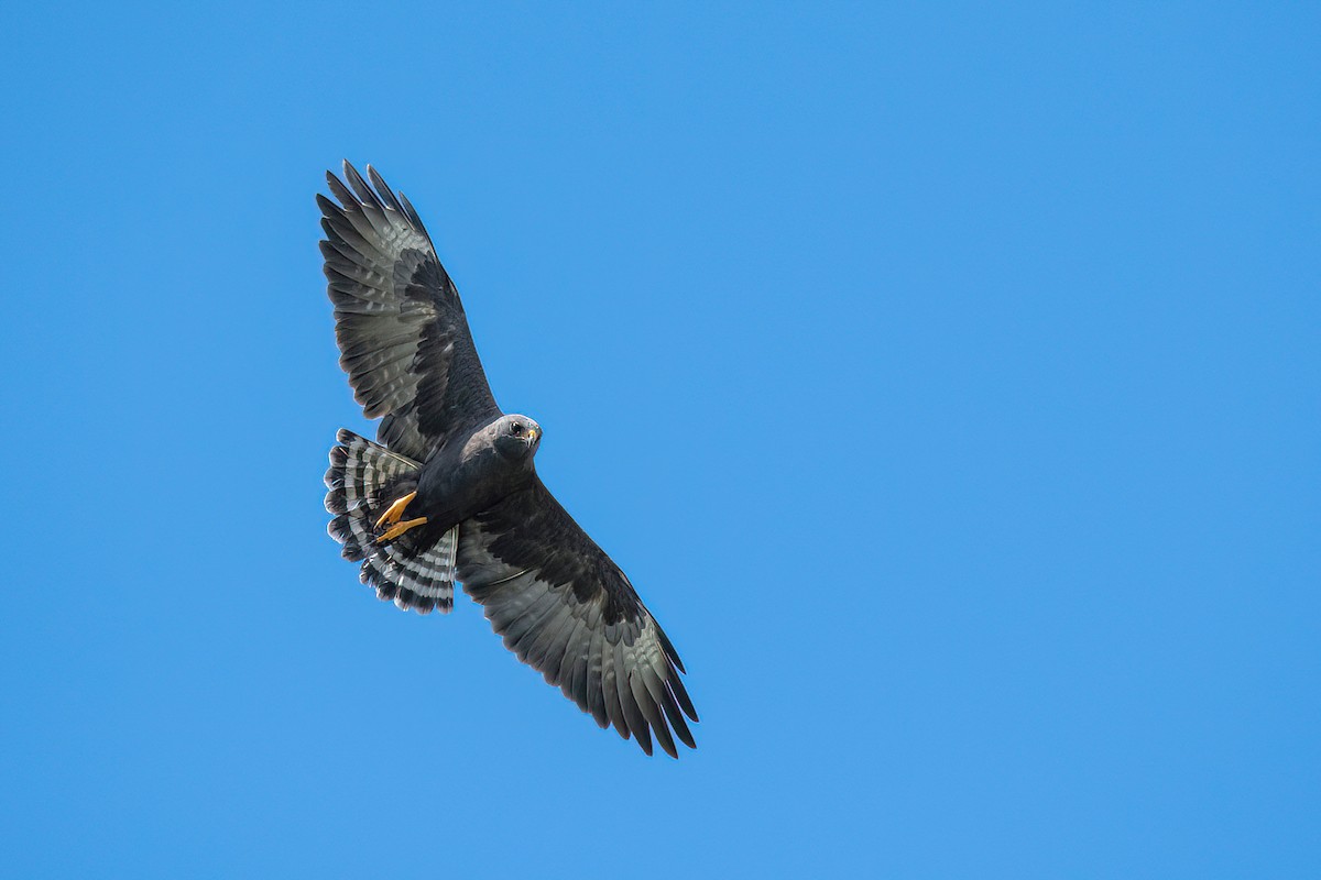 Short-tailed Hawk - Raphael Kurz -  Aves do Sul