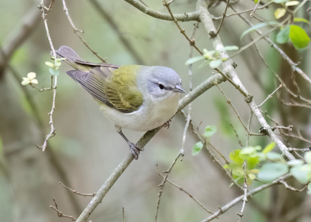 Tennessee Warbler - Russell Brown