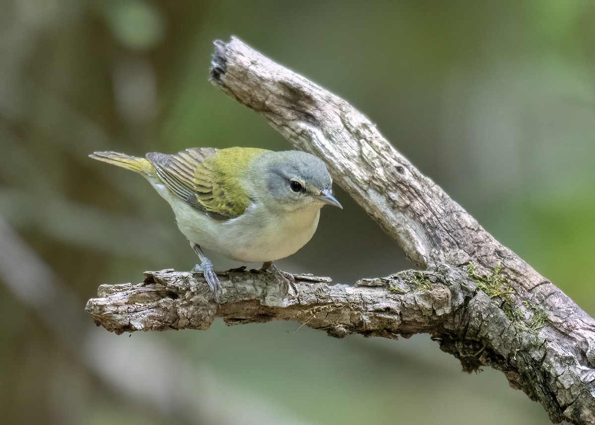 Tennessee Warbler - Russell Brown