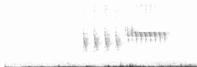 Тауї плямистий - ML618281471