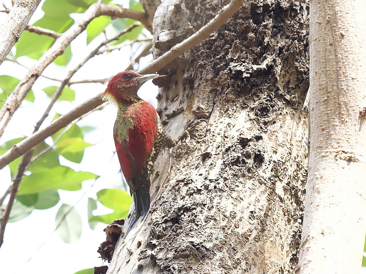 Banded Woodpecker - ML618281477