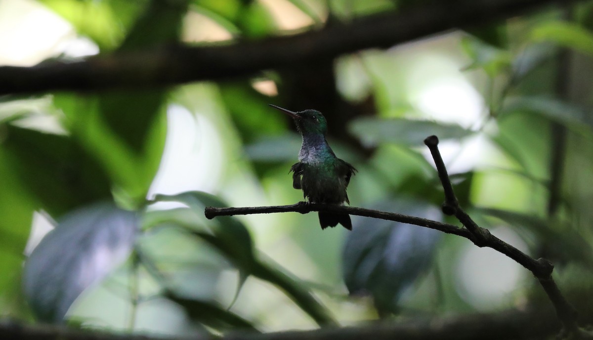 Blue-chested Hummingbird - David Brassington