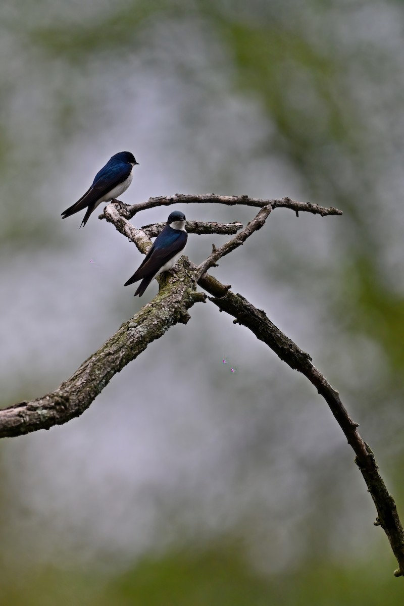 Tree Swallow - ML618281495