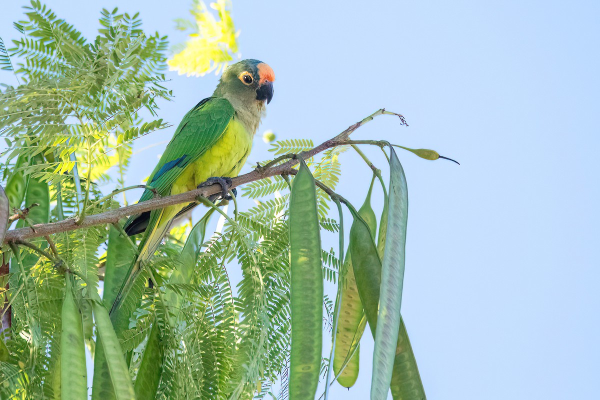 Peach-fronted Parakeet - Raphael Kurz -  Aves do Sul