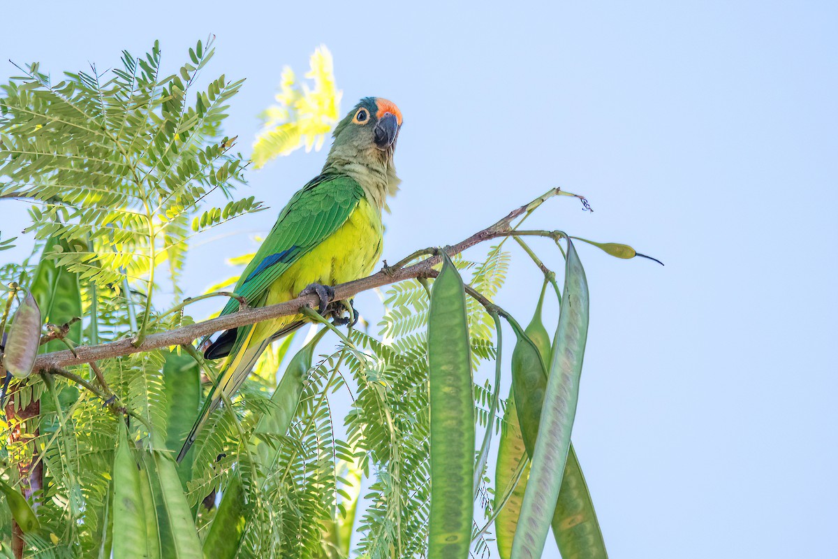 Peach-fronted Parakeet - Raphael Kurz -  Aves do Sul