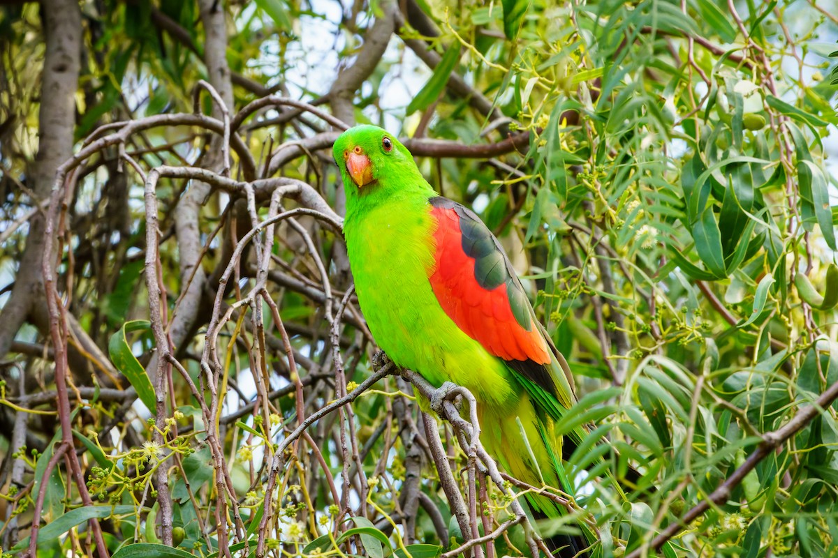 Red-winged Parrot - ML618281521
