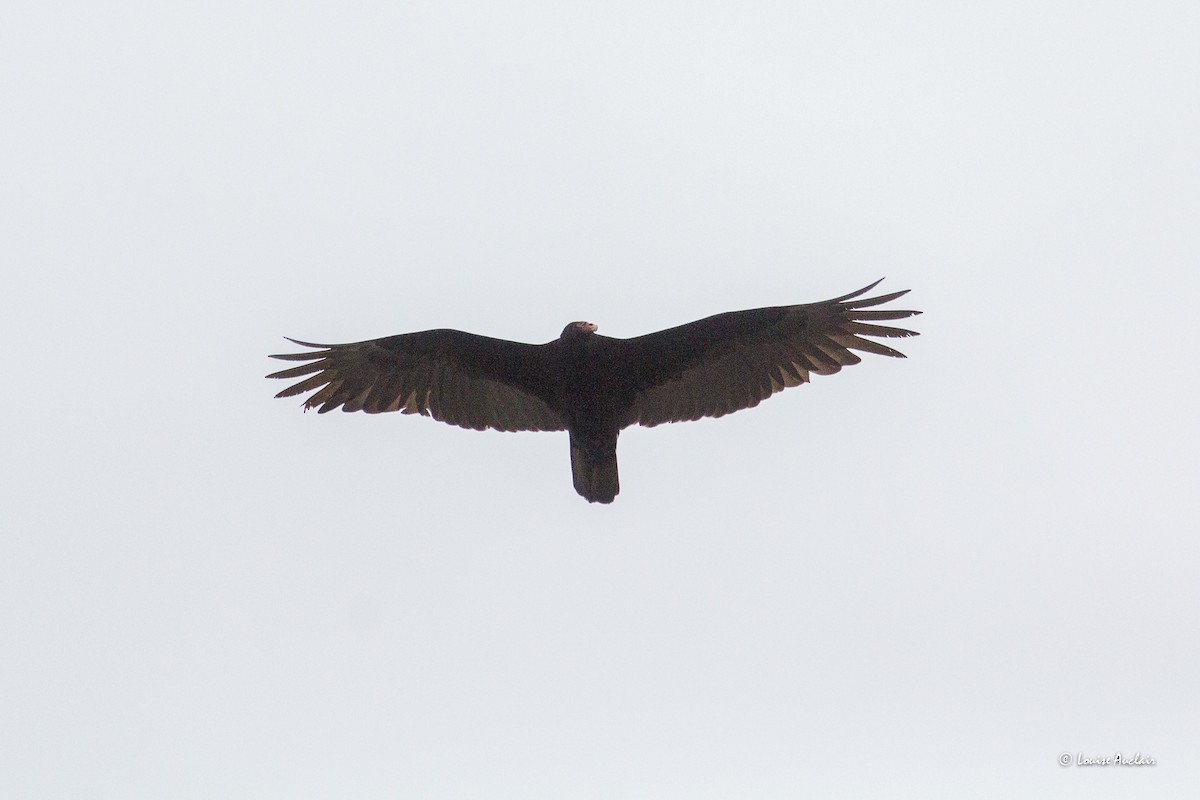Turkey Vulture - ML618281527