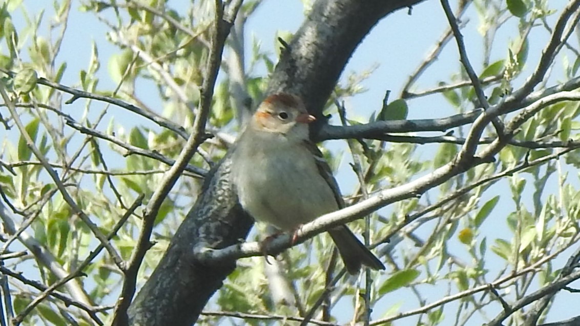 Field Sparrow - ML618281531