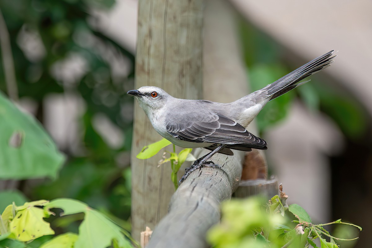 Tropical Mockingbird - Raphael Kurz -  Aves do Sul