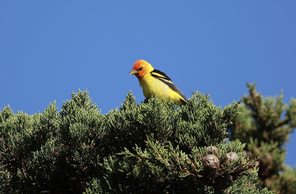 Western Tanager - ML618281559