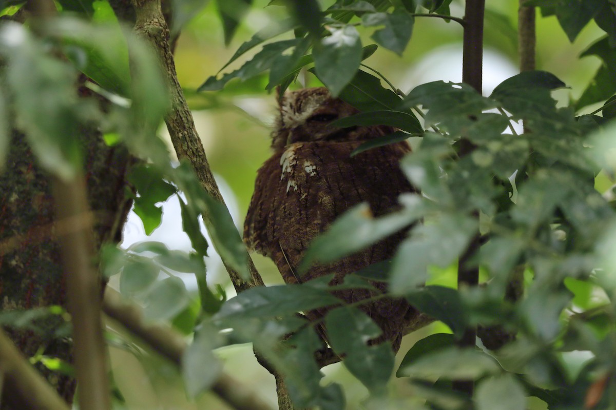 Tropical Screech-Owl - ML618281579
