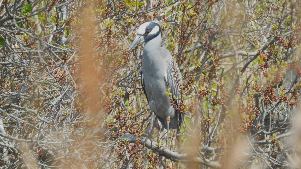 Yellow-crowned Night Heron - Vincent Glasser