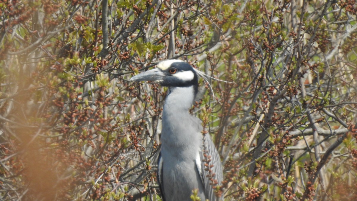 Yellow-crowned Night Heron - Vincent Glasser