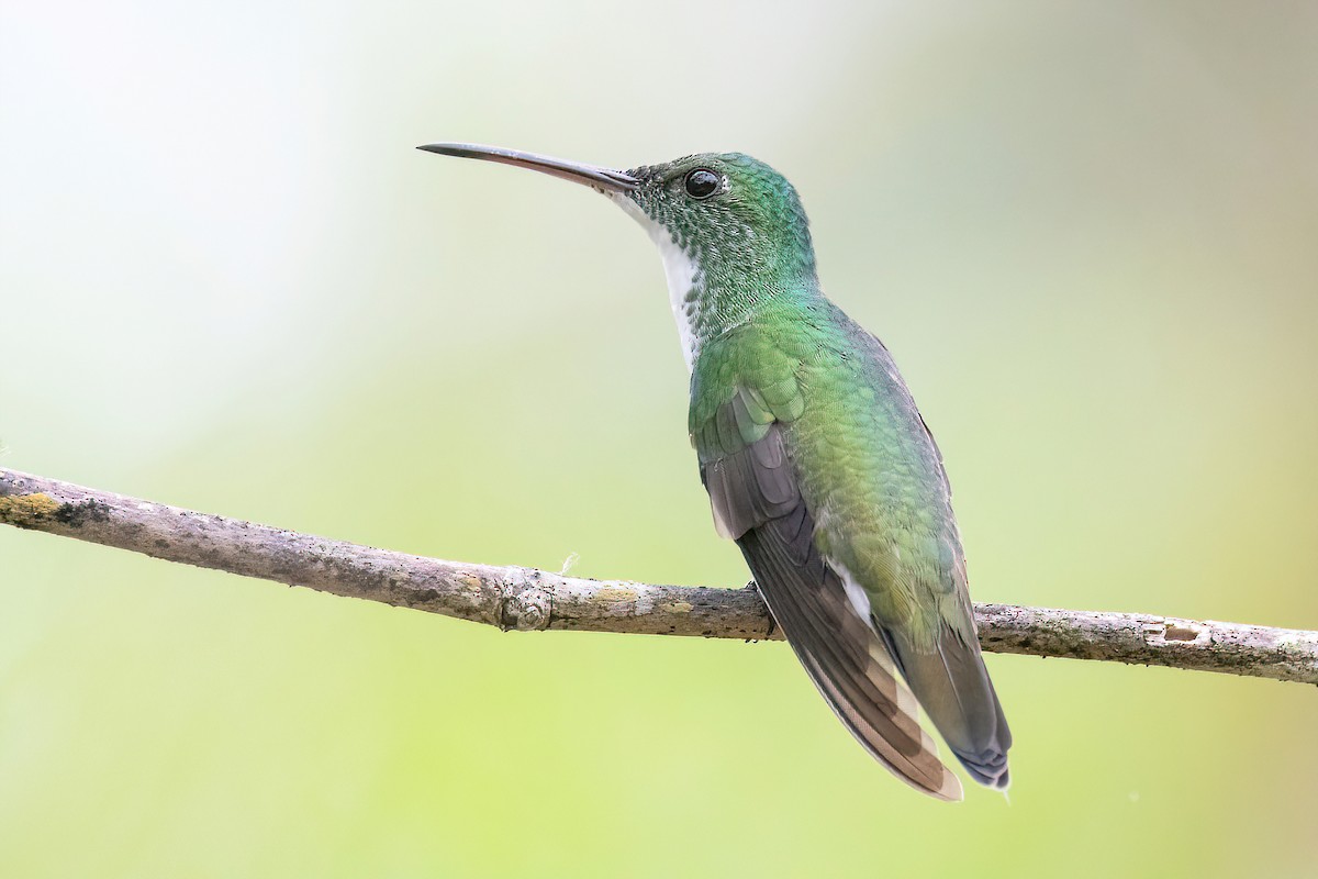 Plain-bellied Emerald - Raphael Kurz -  Aves do Sul