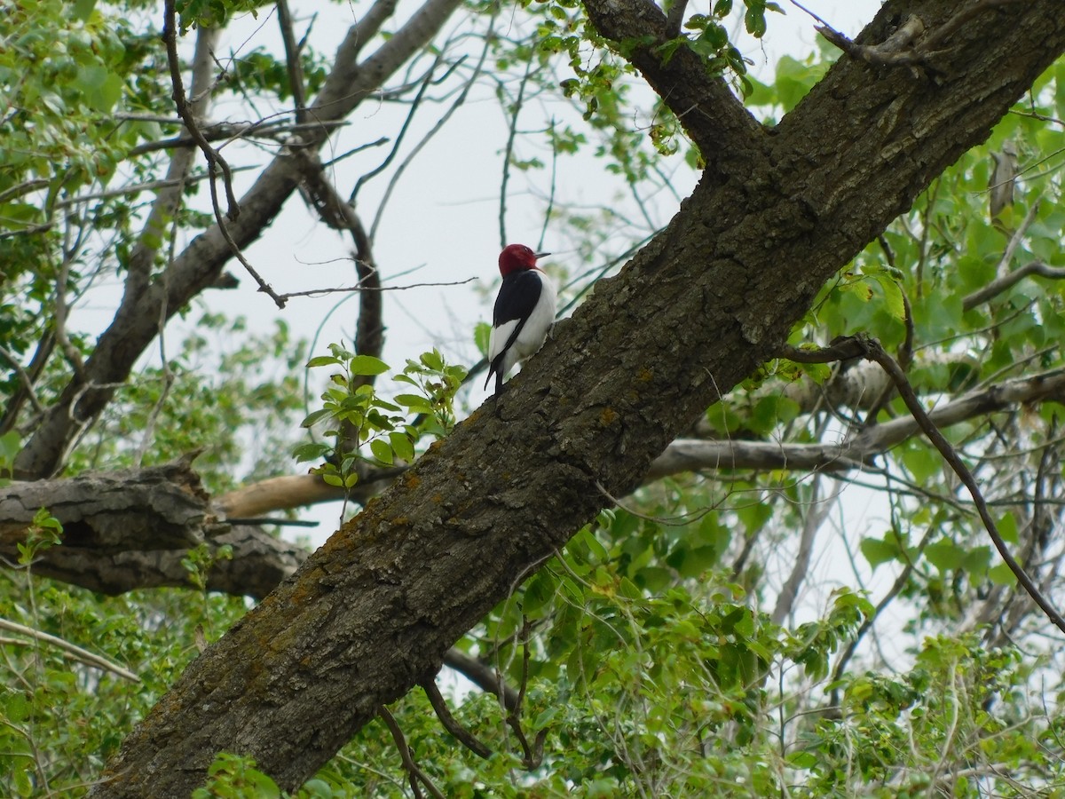 Red-headed Woodpecker - Tim Boese