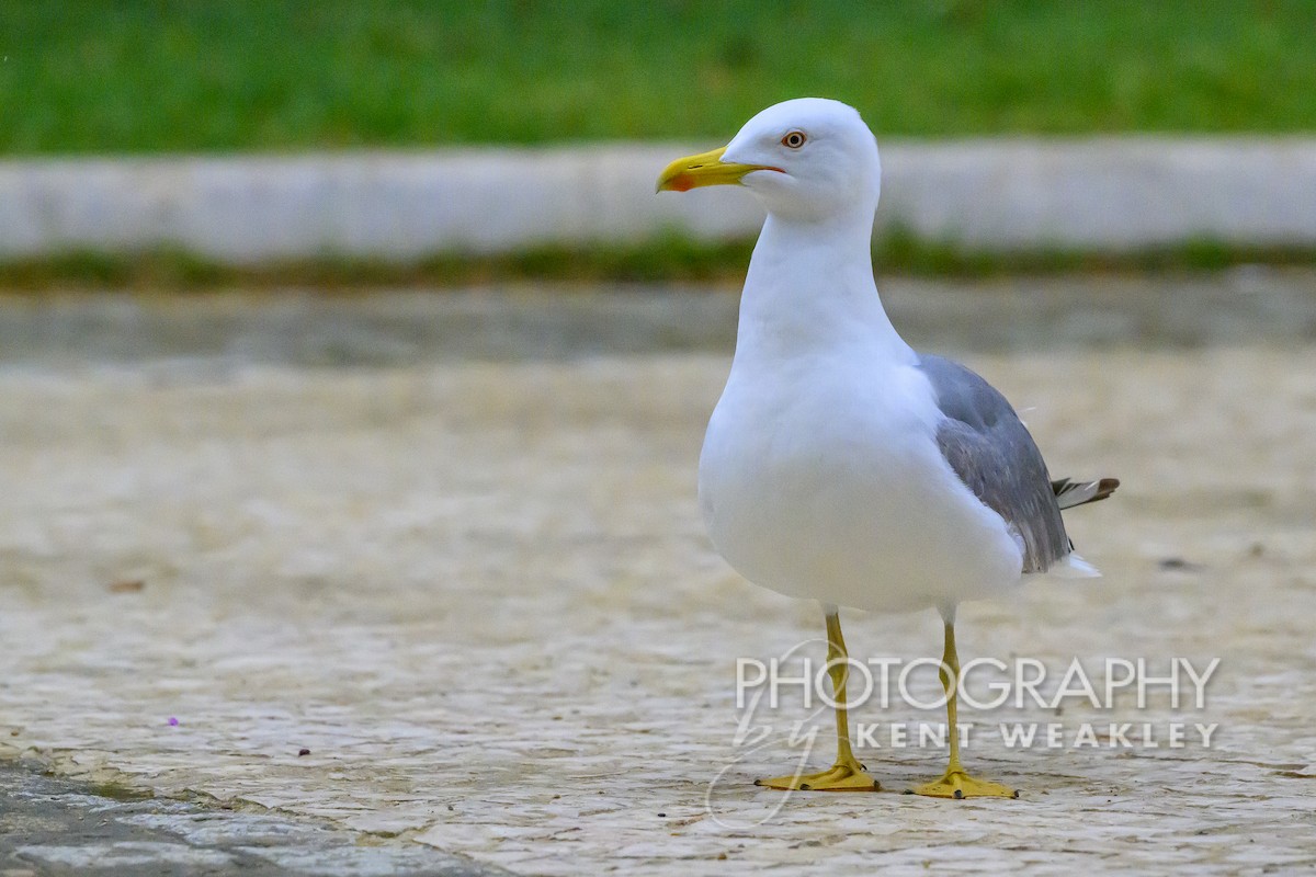 Yellow-legged Gull - ML618281637