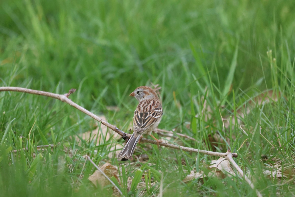 Field Sparrow - Alisa Gerbec