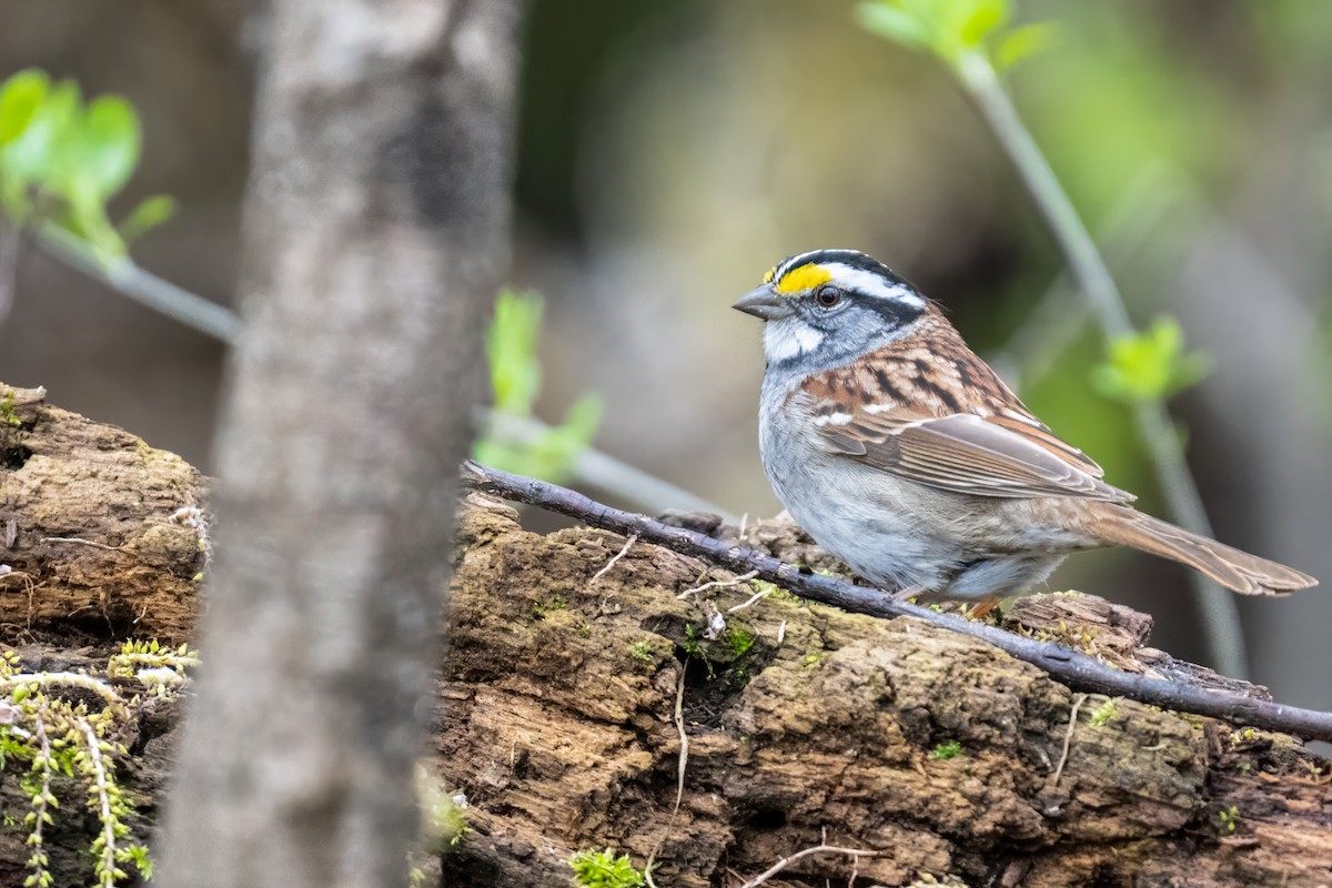 White-throated Sparrow - ML618281667