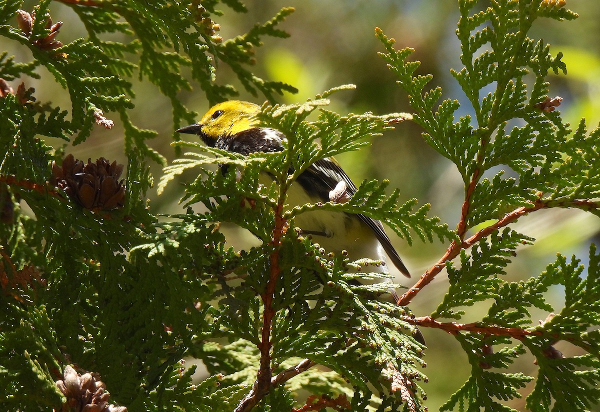 Black-throated Green Warbler - ML618281674