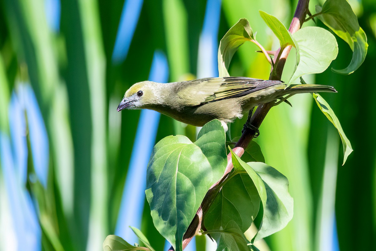 Palm Tanager - ML618281676