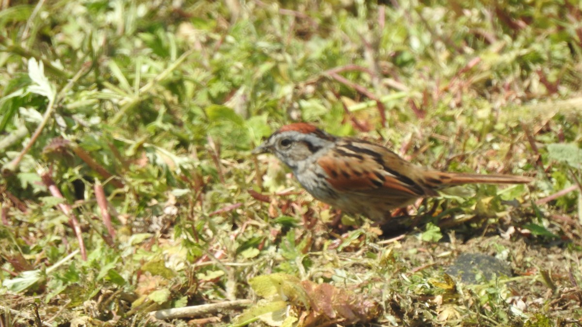 Swamp Sparrow - ML618281678