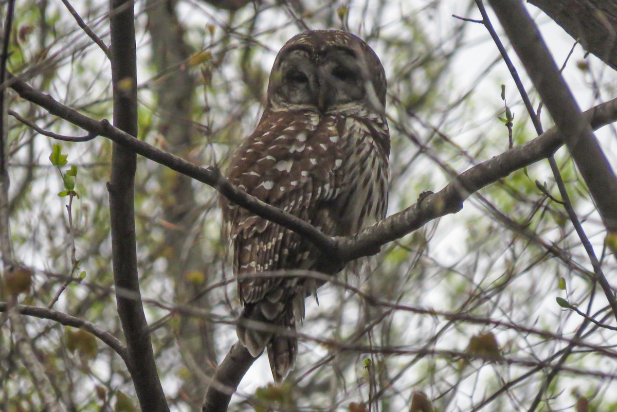 Barred Owl - ML618281681