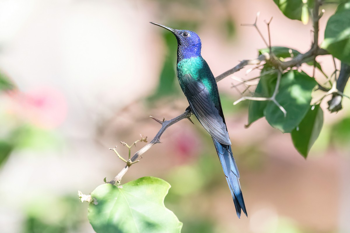 Swallow-tailed Hummingbird - Raphael Kurz -  Aves do Sul