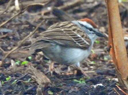 Chipping Sparrow - ML618281691