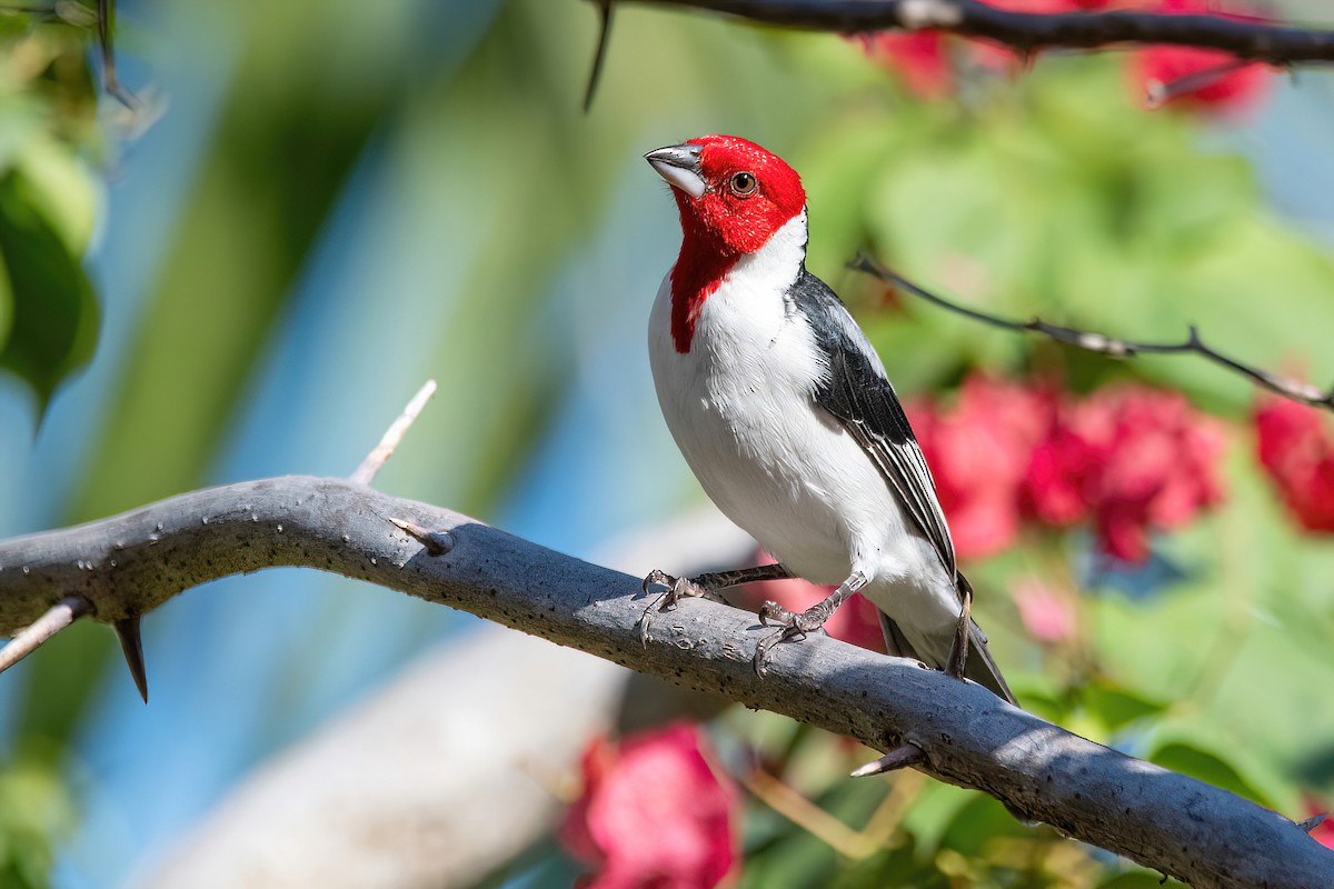 Red-cowled Cardinal - Raphael Kurz -  Aves do Sul